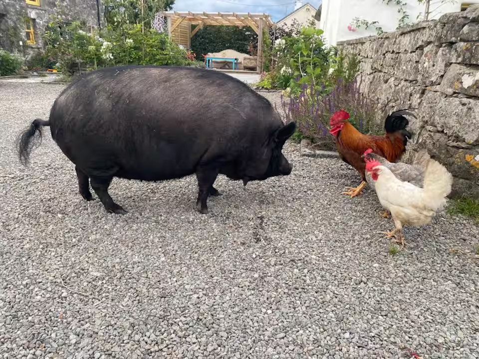Mabel the pig and a rooster sharing the gravel courtyard on a quiet afternoon